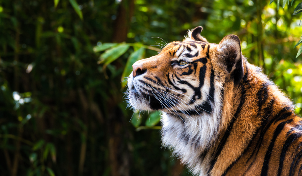 How to Book a Ranthambore Safari